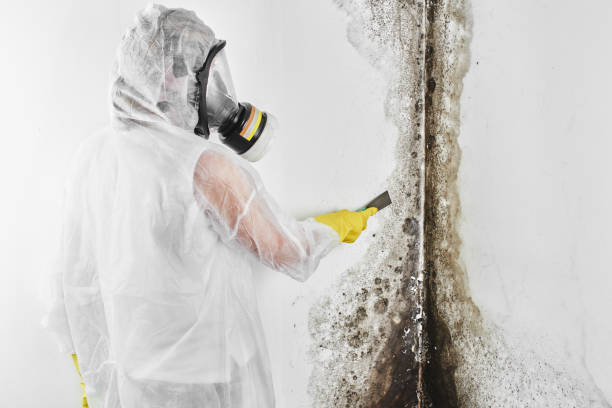 Best Crawl Space Mold Removal  in Chesterton, IN