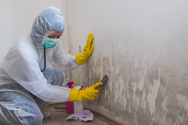 Mold Testing and Removal in Chesterton, IN