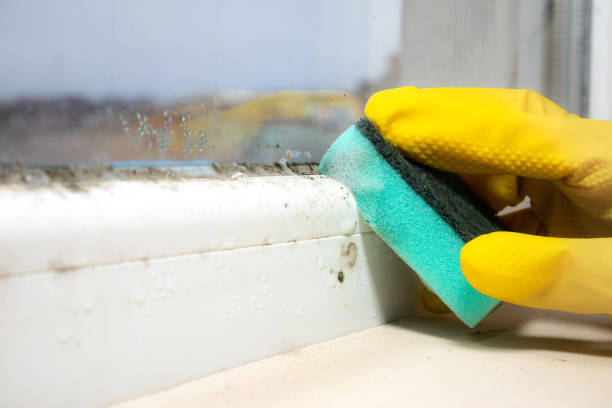 Best Black Mold Removal  in Chesterton, IN