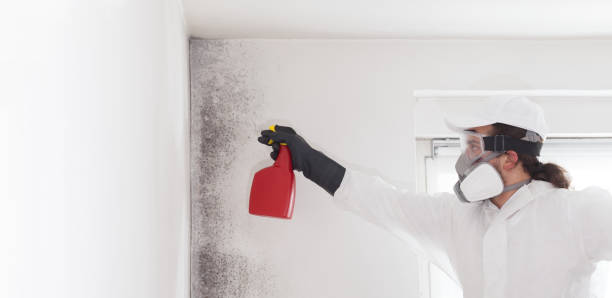 Home Mold Removal in Chesterton, IN