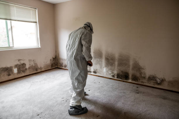 Best Mold Damage Repair  in Chesterton, IN