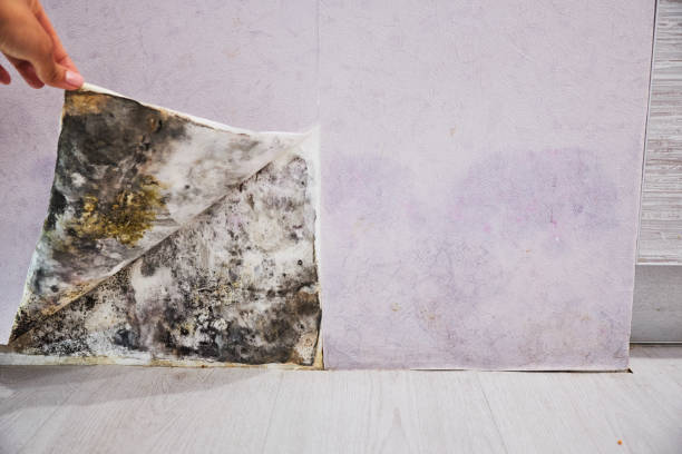 Best Commercial Mold Removal  in Chesterton, IN